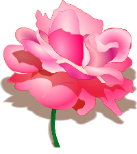 La rose à la parfin devient un gratecu